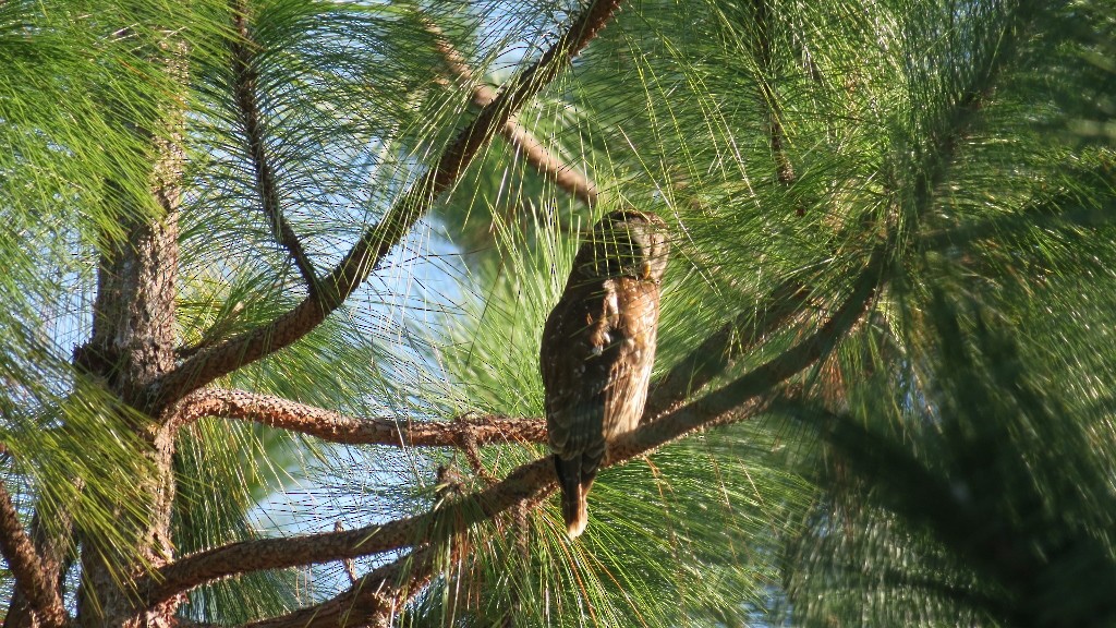 Barred Owl - ML627838383