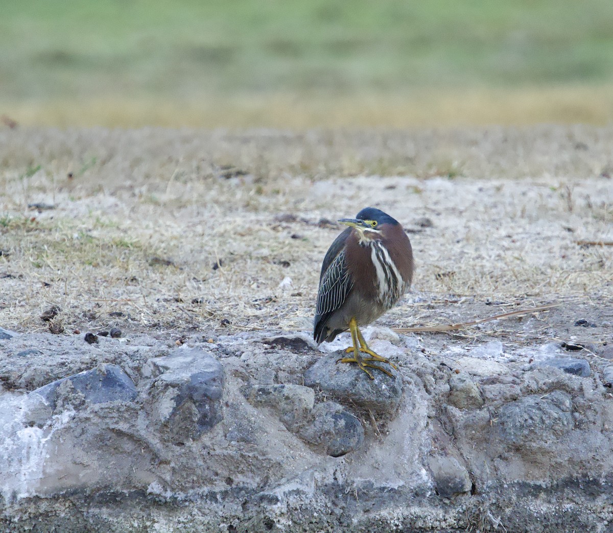 Green Heron - ML627838421