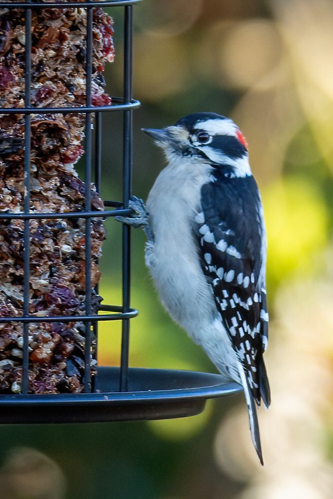 Downy Woodpecker - ML627838482