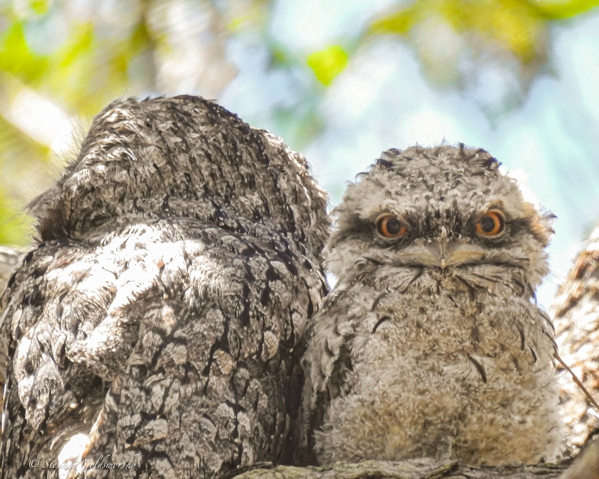 Tawny Frogmouth - ML627838491