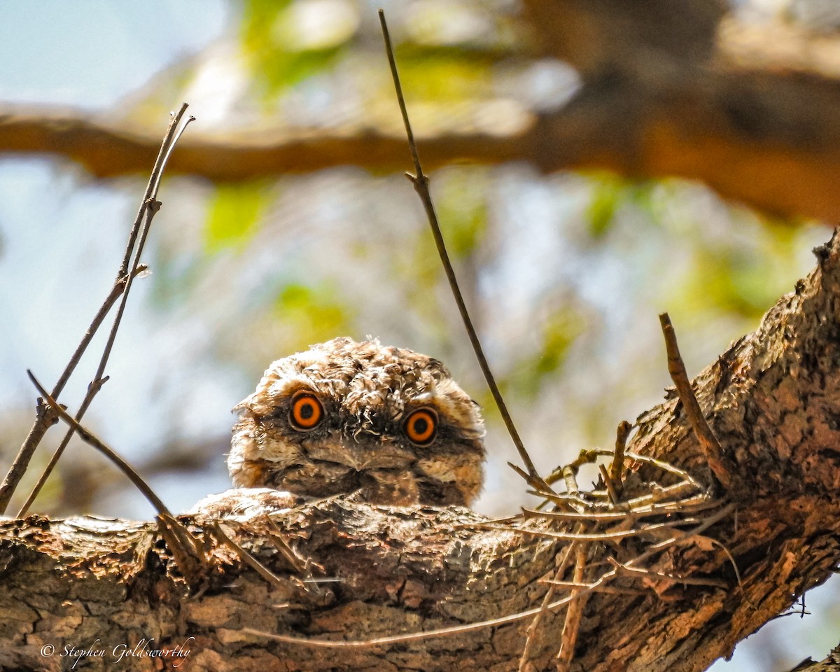 Tawny Frogmouth - ML627838493