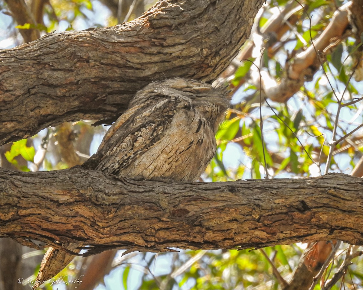 Tawny Frogmouth - ML627838495