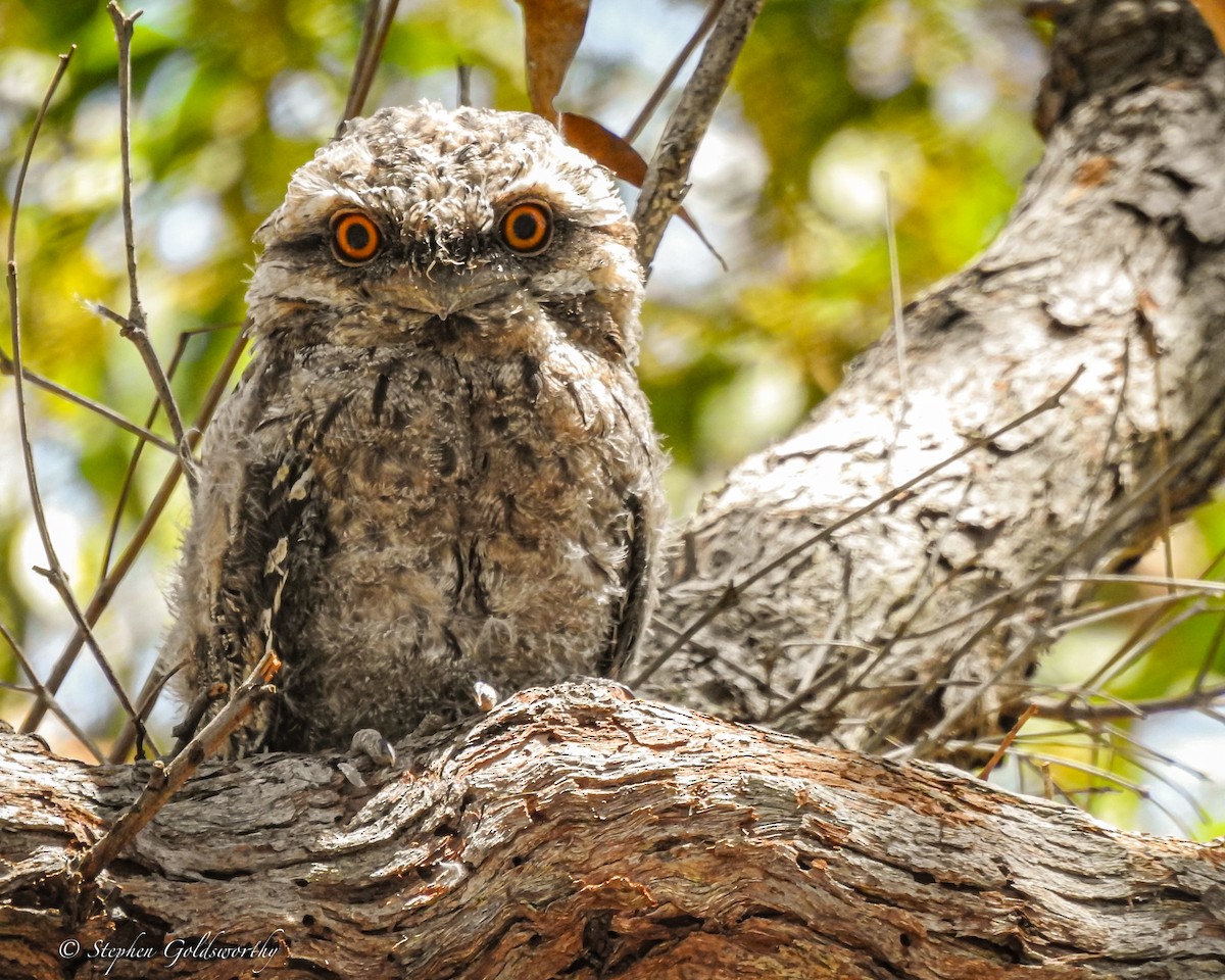 Tawny Frogmouth - ML627838497