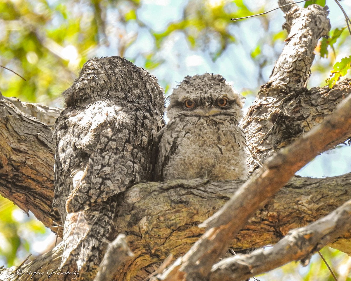 Tawny Frogmouth - ML627838498