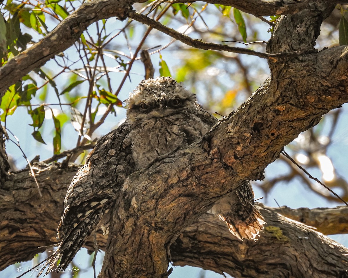 Tawny Frogmouth - ML627838499