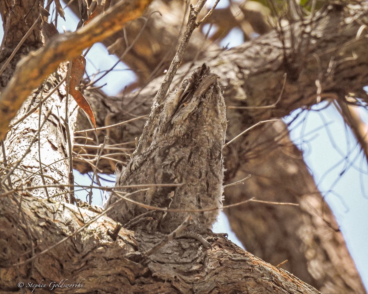 Tawny Frogmouth - ML627838500