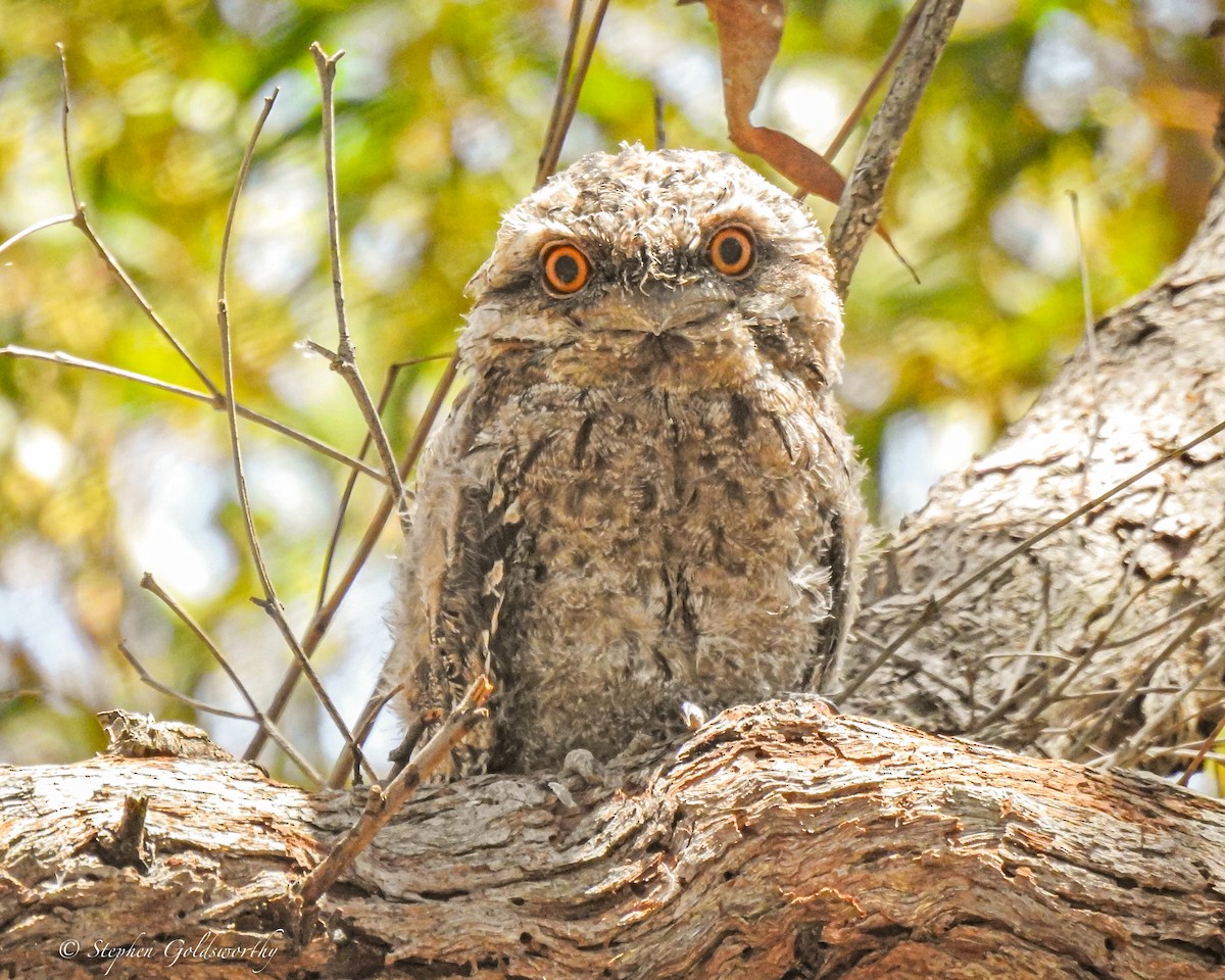 Tawny Frogmouth - ML627838501