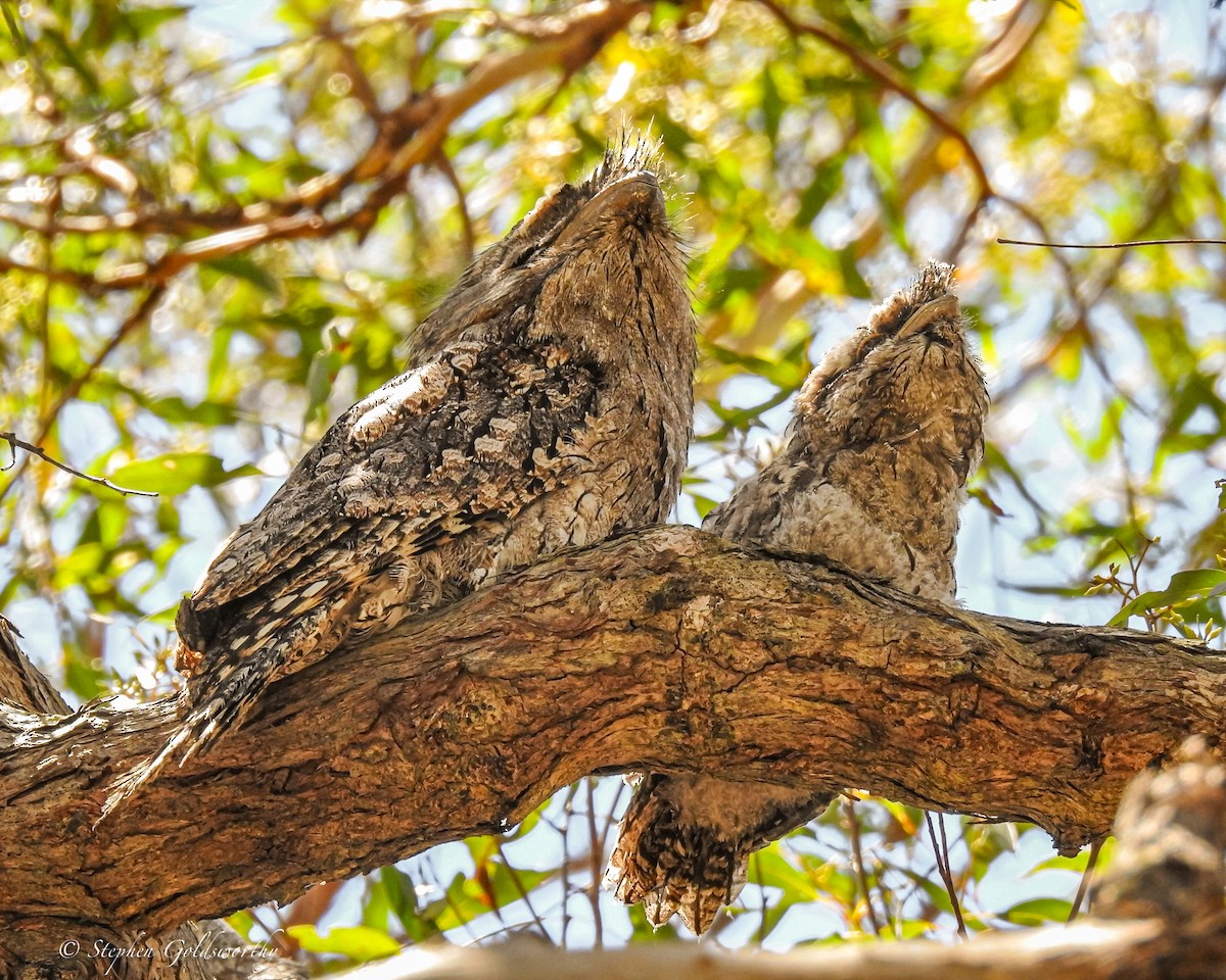 Tawny Frogmouth - ML627838502