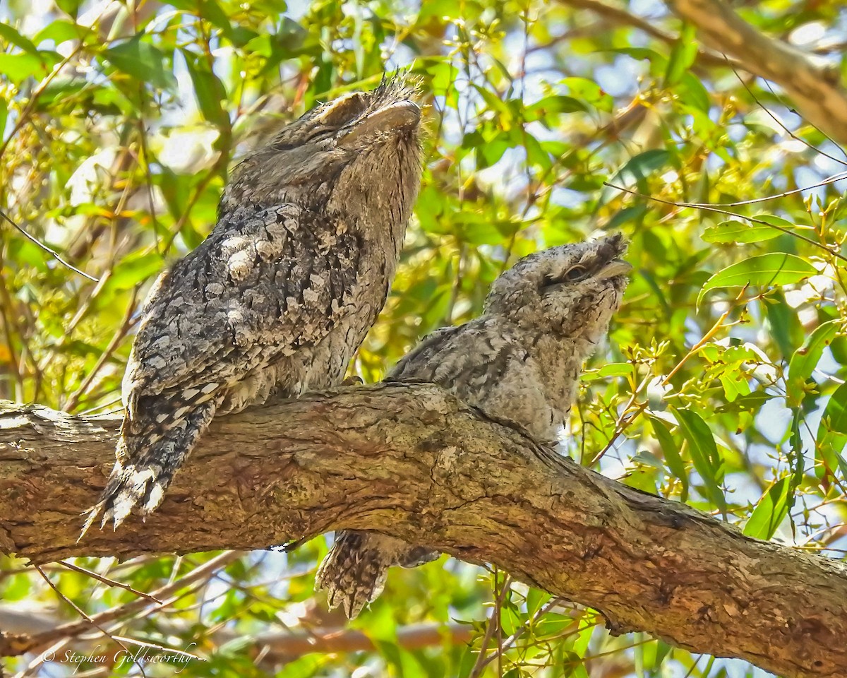 Tawny Frogmouth - ML627838503