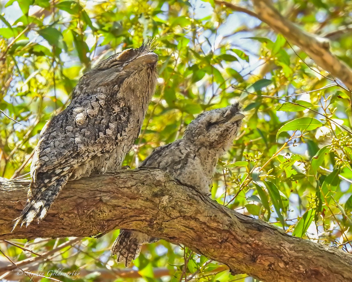 Tawny Frogmouth - ML627838504