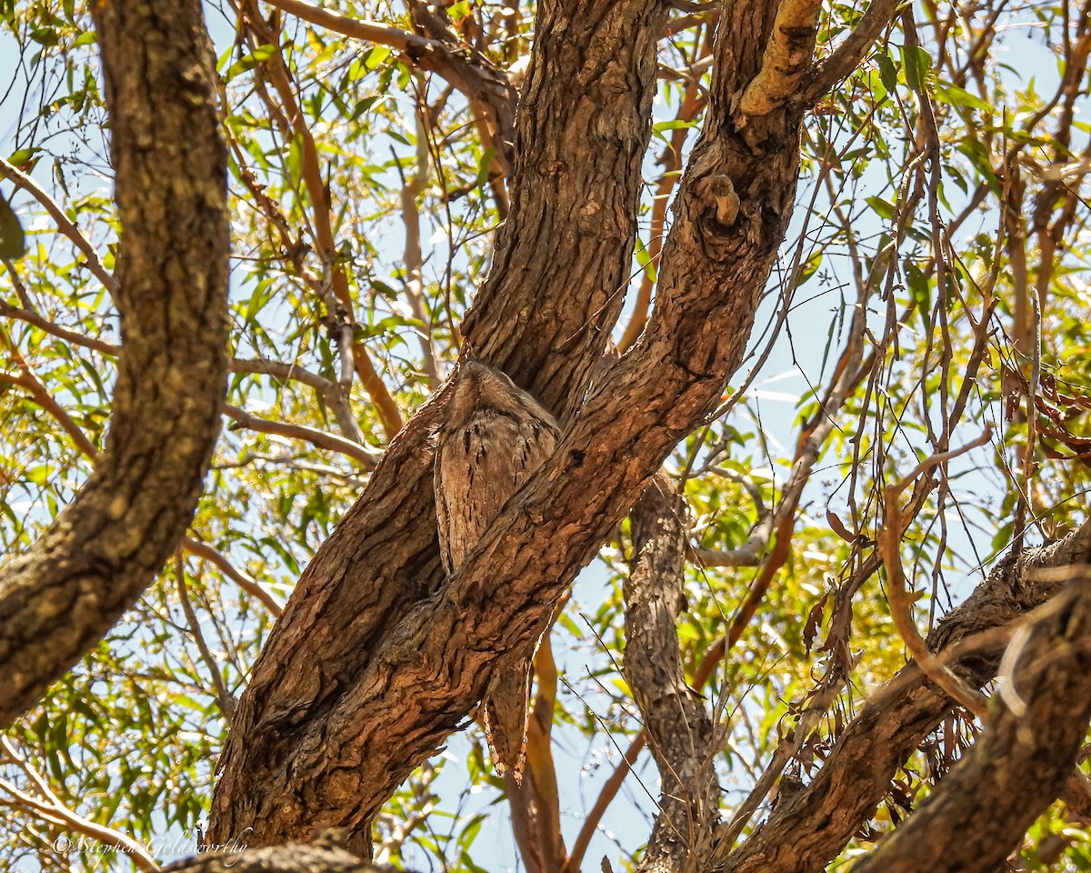 Tawny Frogmouth - ML627838506