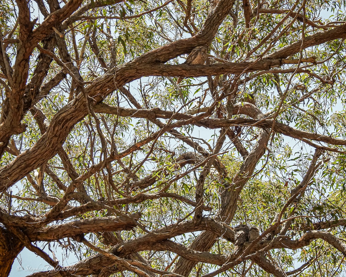 Tawny Frogmouth - ML627838507