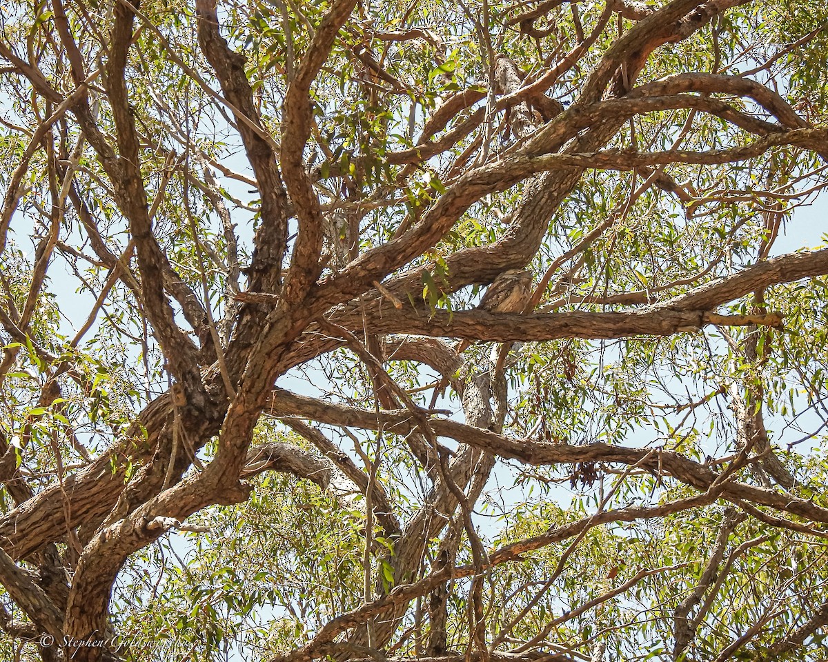 Tawny Frogmouth - ML627838508