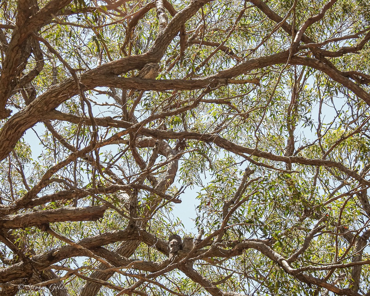 Tawny Frogmouth - ML627838509