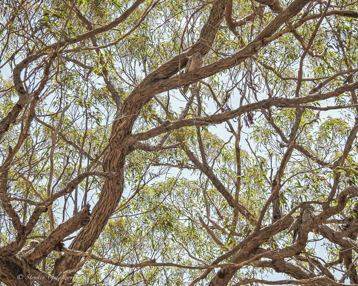 Tawny Frogmouth - ML627838510