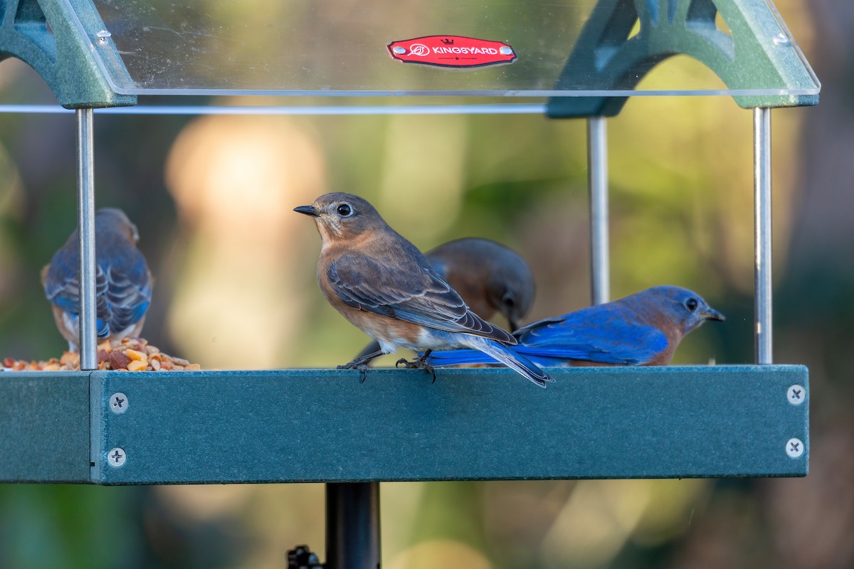 Eastern Bluebird - ML627838578