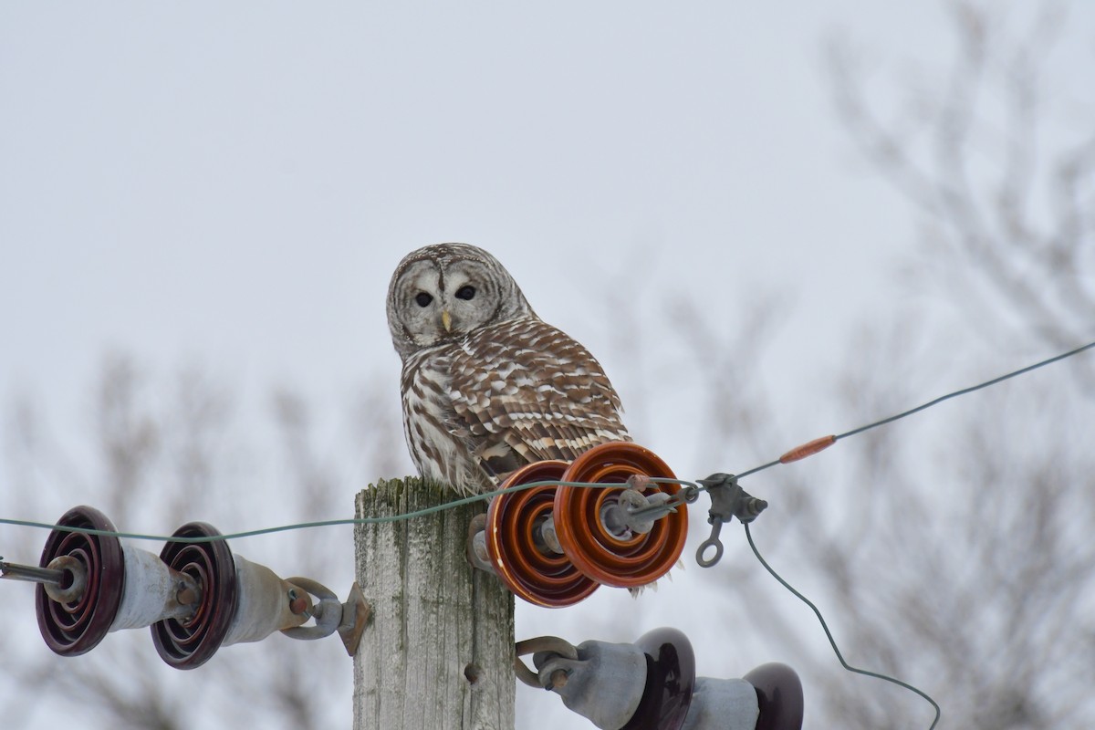 Barred Owl - ML627838630