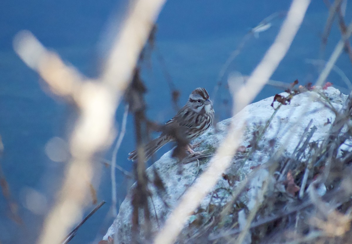 Song Sparrow - ML627838640