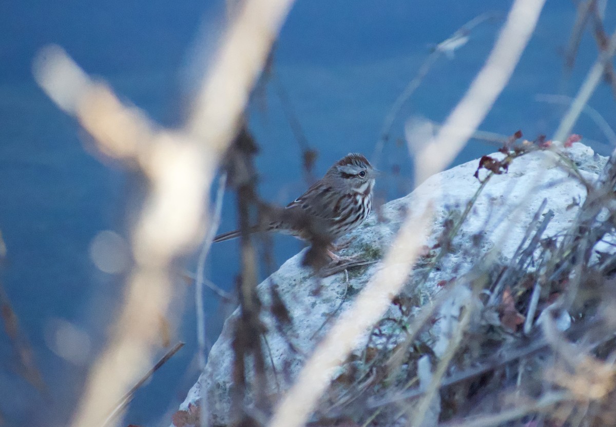 Song Sparrow - ML627838641