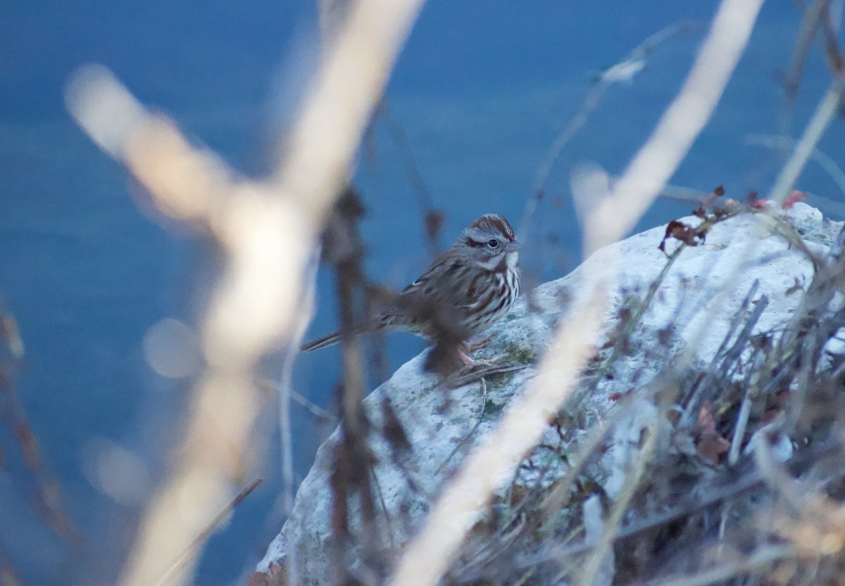 Song Sparrow - ML627838642