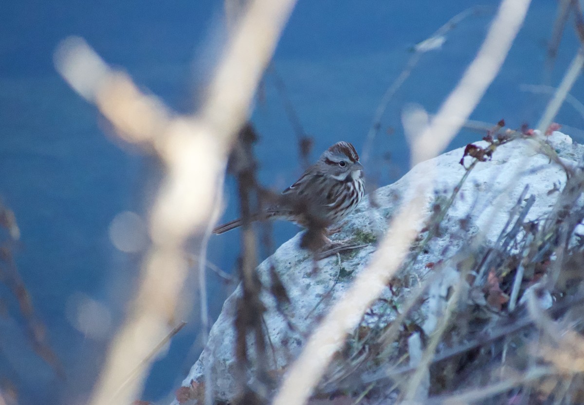 Song Sparrow - ML627838643