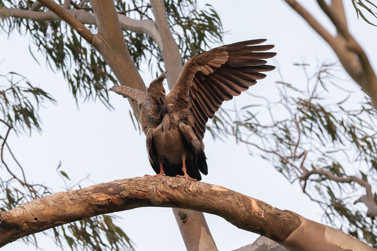 Plumbeous Ibis - ML627838681