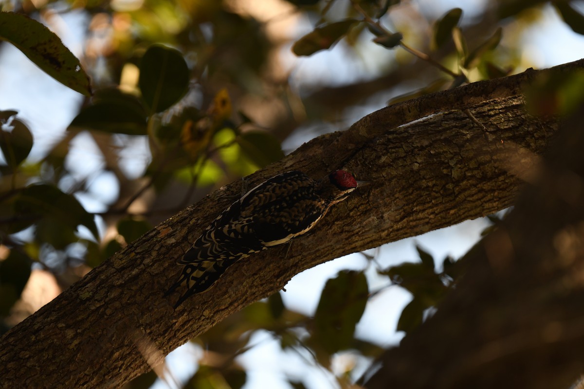 Yellow-bellied Sapsucker - ML627838698