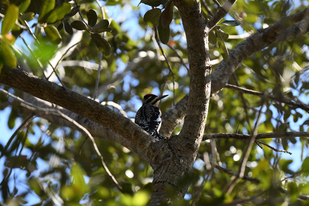 Yellow-bellied Sapsucker - ML627838706