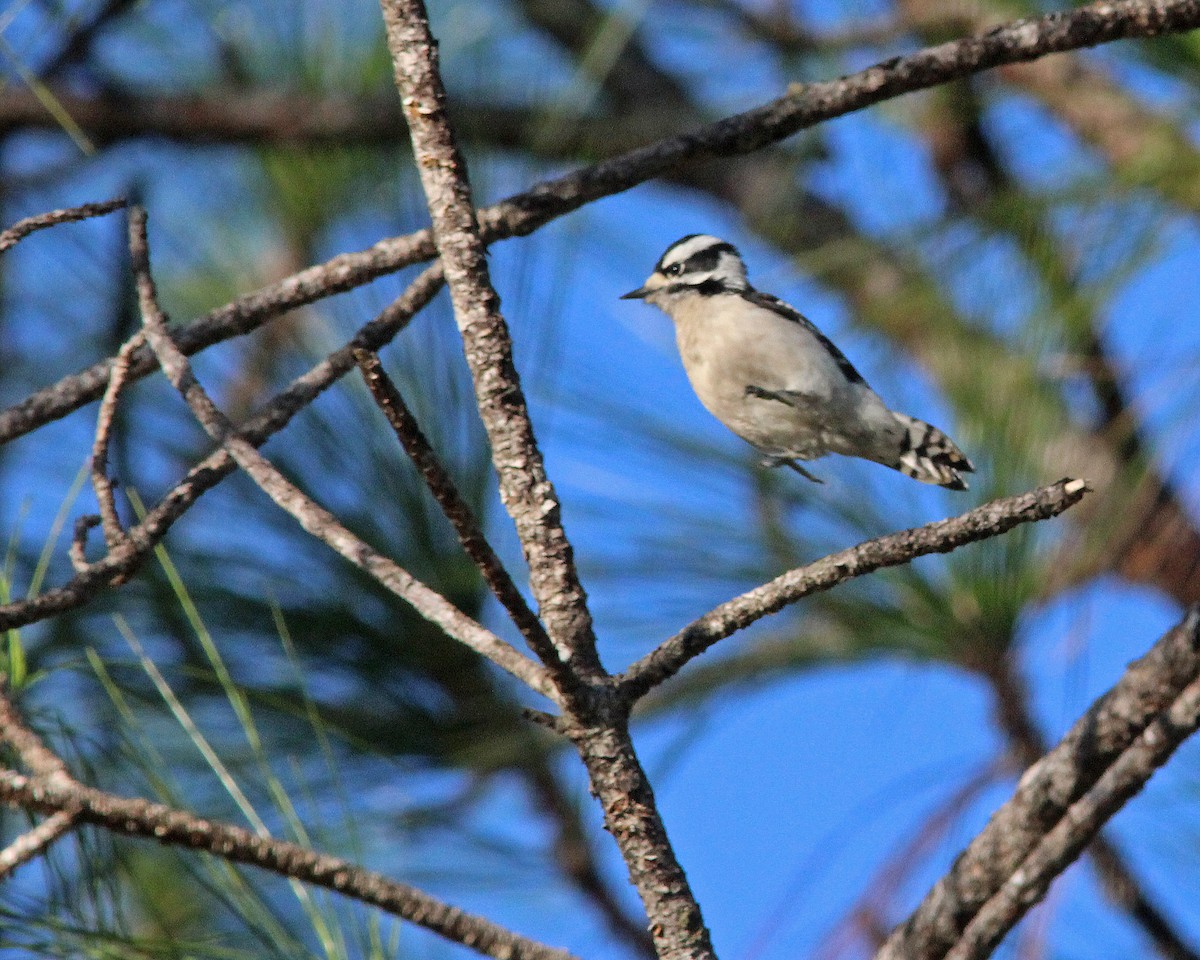 Downy Woodpecker - ML627838737