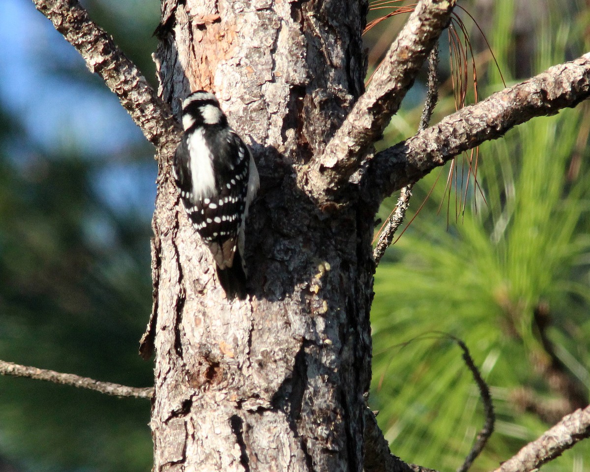 Downy Woodpecker - ML627838738