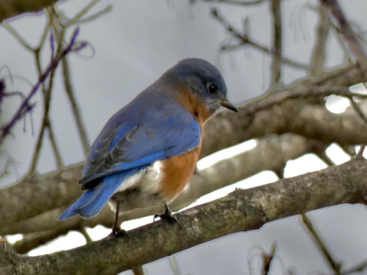 Eastern Bluebird - ML627838759