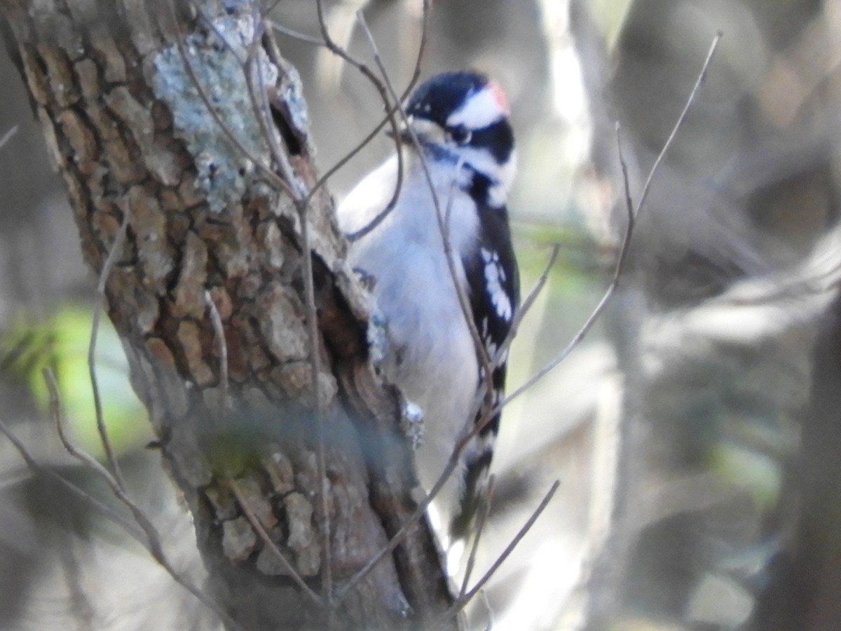 Downy Woodpecker - ML627838770