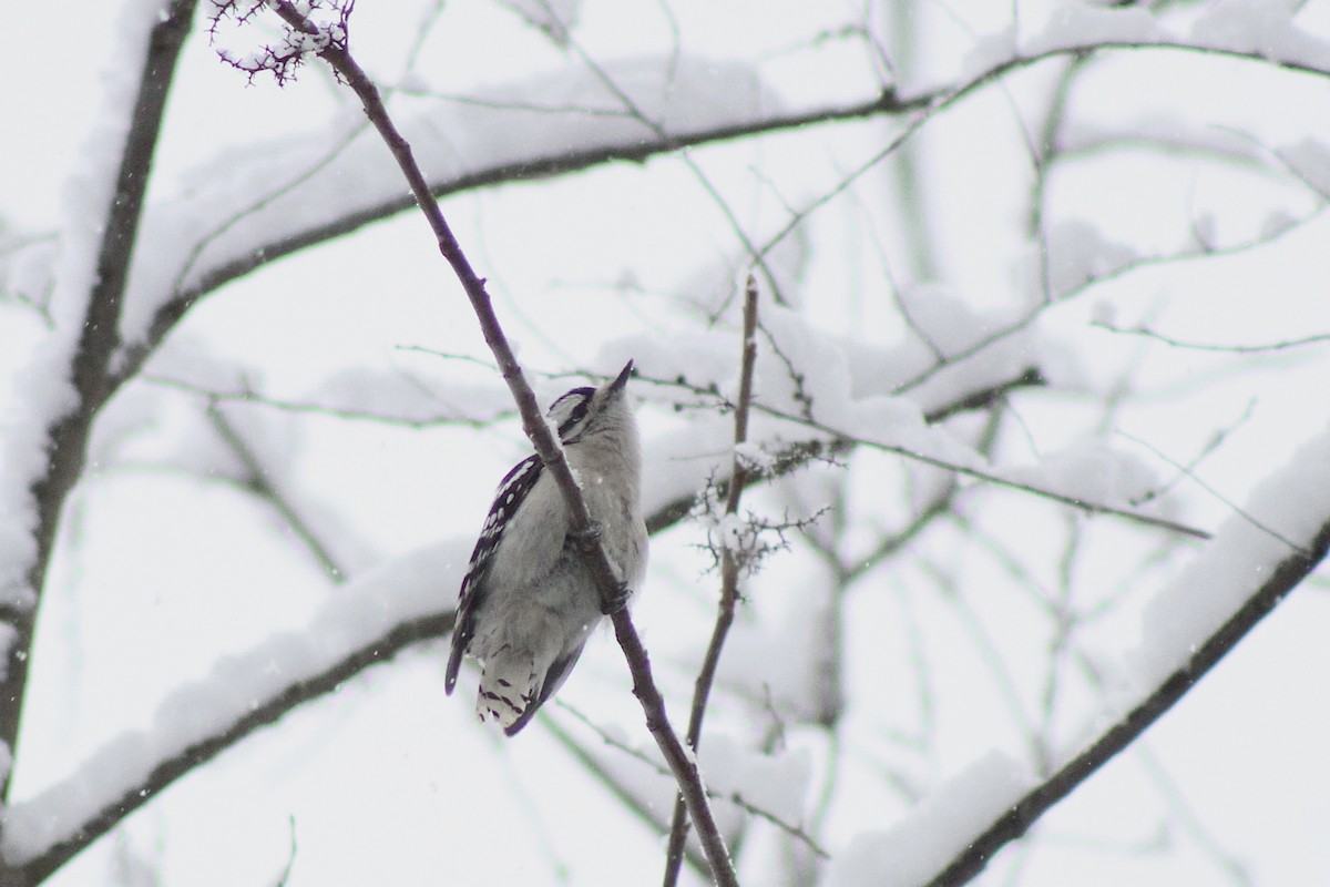 Downy Woodpecker - ML627838777