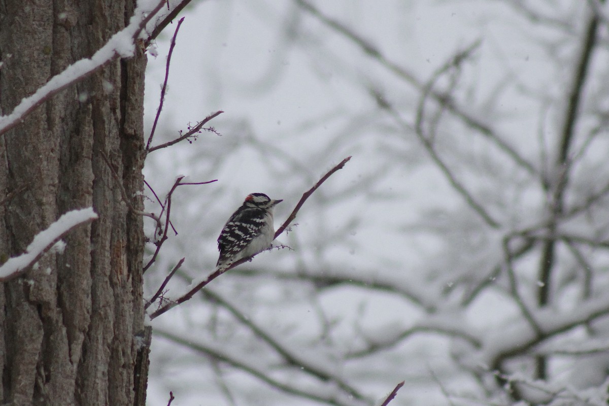 Downy Woodpecker - ML627838778