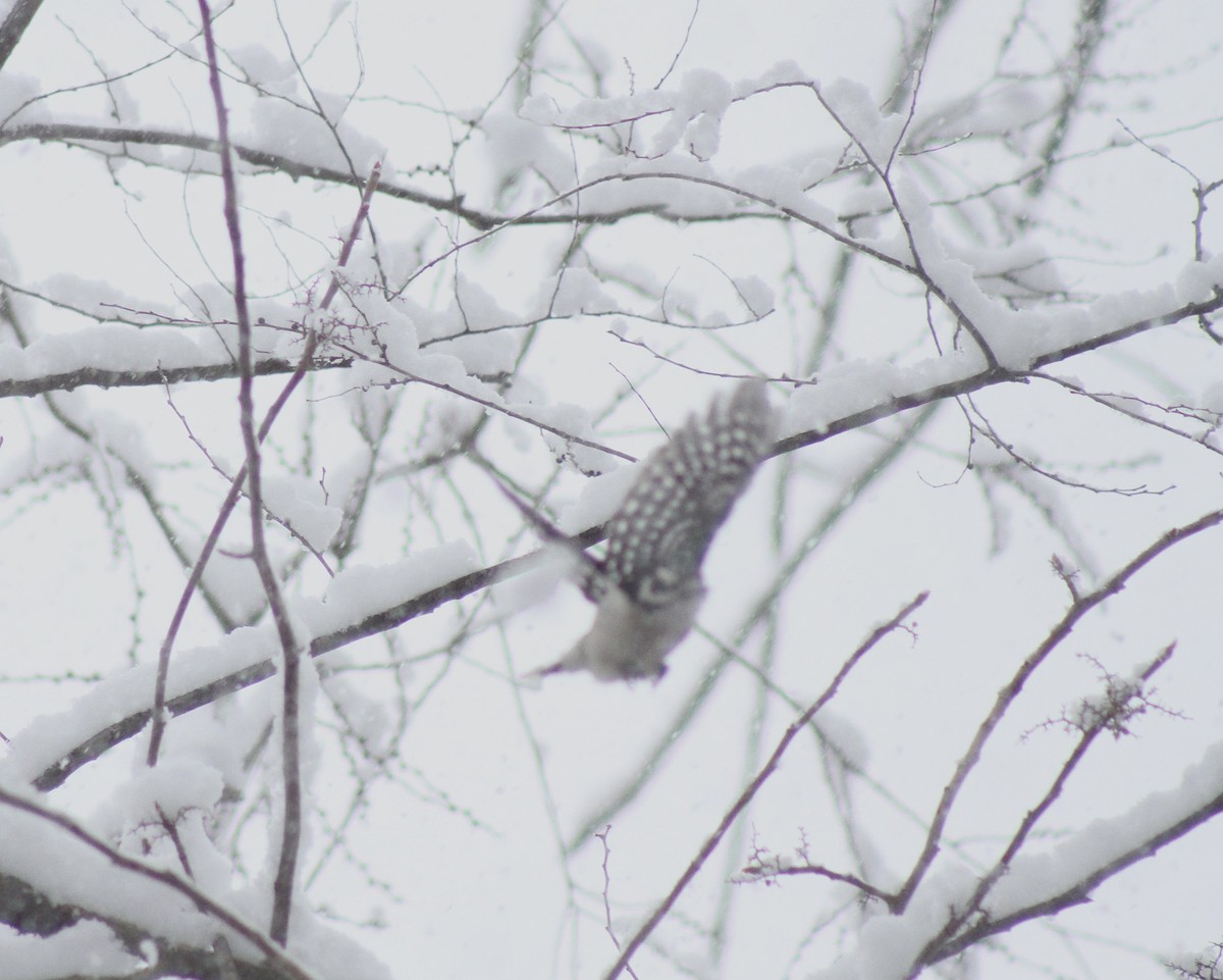 Downy Woodpecker - ML627838779