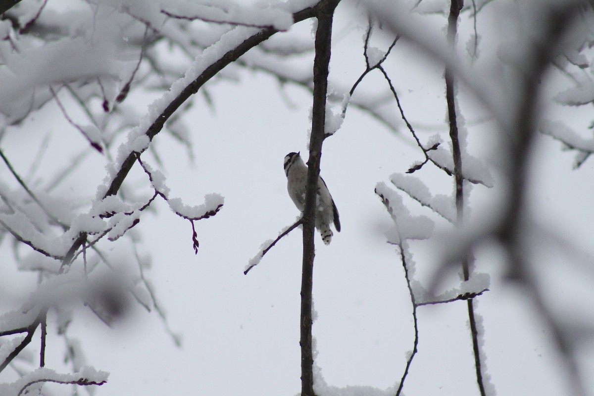 Downy Woodpecker - ML627838780