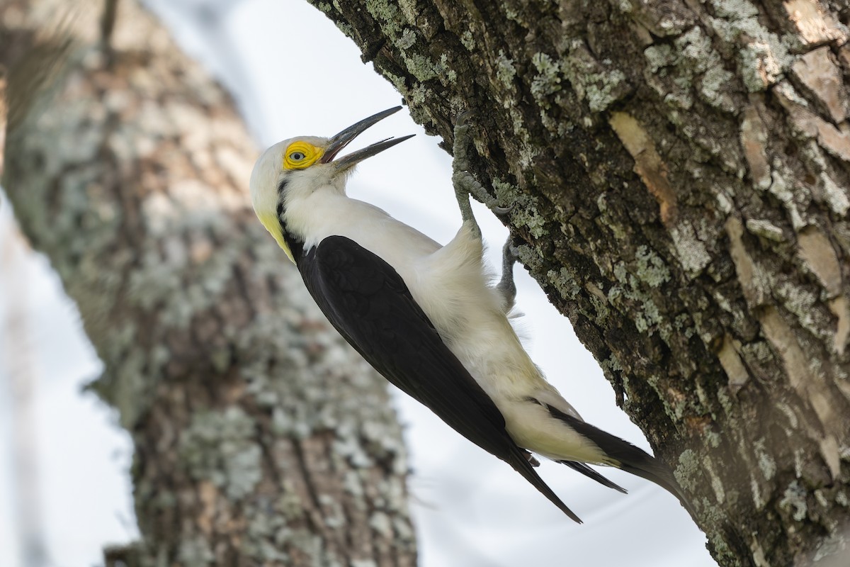 White Woodpecker - ML627838793