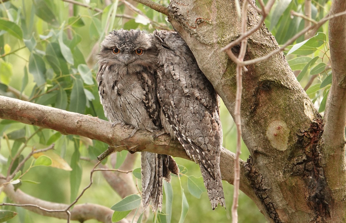 Tawny Frogmouth - ML627838795