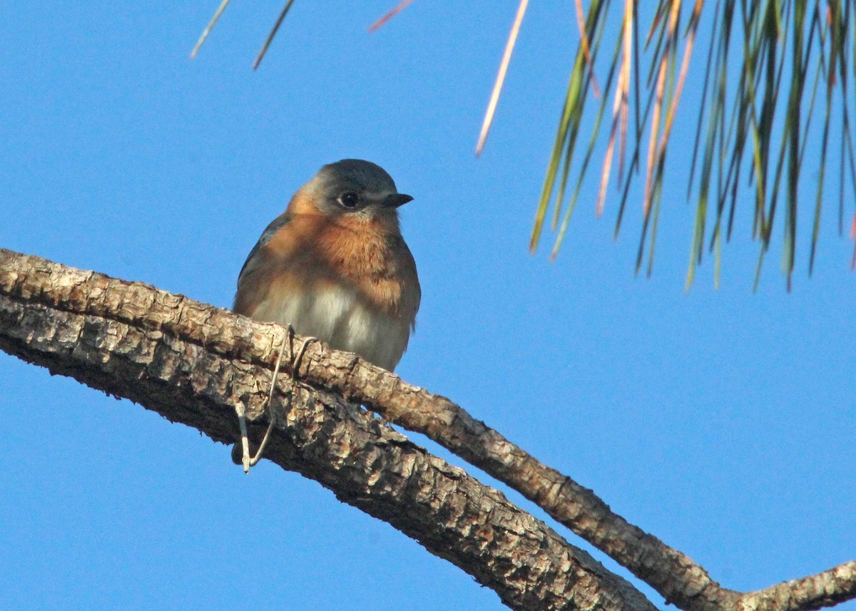 Eastern Bluebird - ML627838796