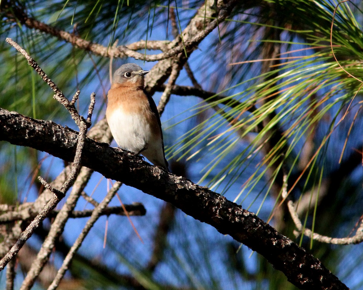 Eastern Bluebird - ML627838797