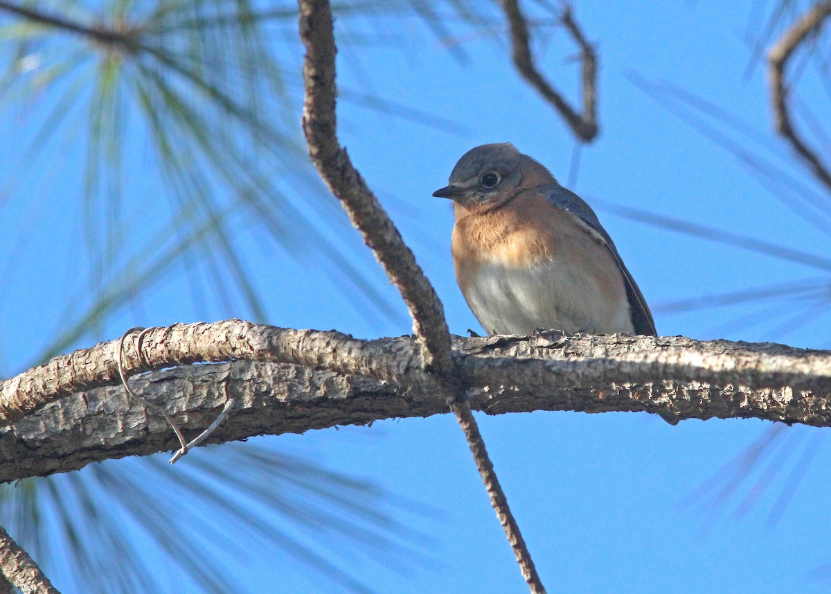 Eastern Bluebird - ML627838798