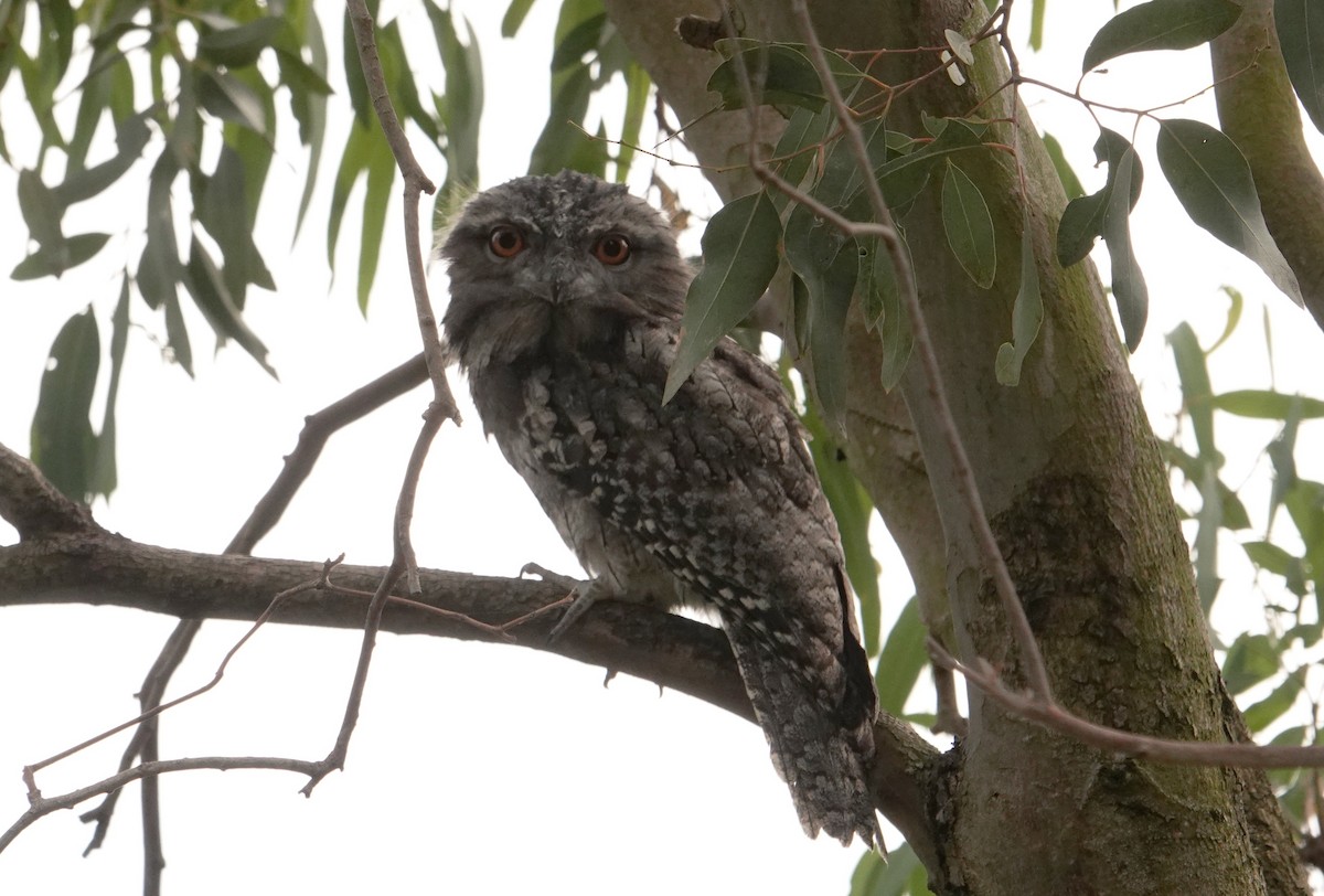 Tawny Frogmouth - ML627838801