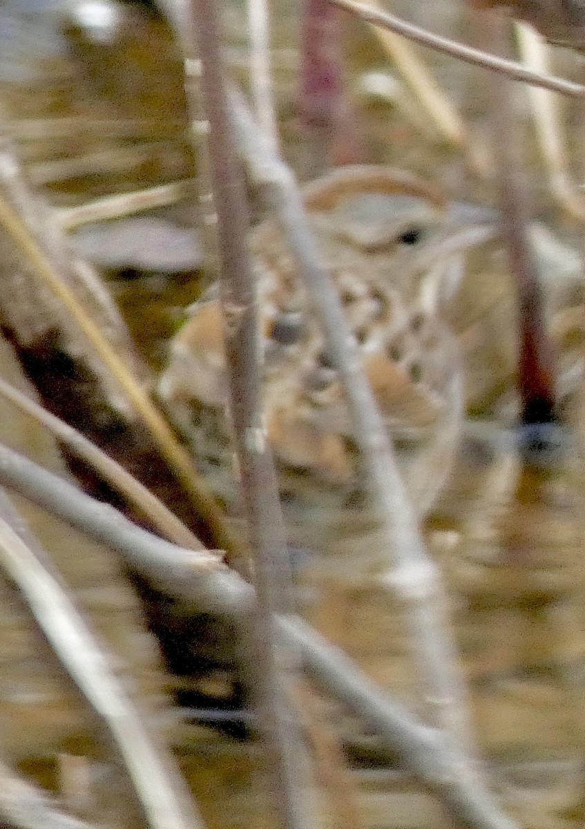 Song Sparrow - ML627838803