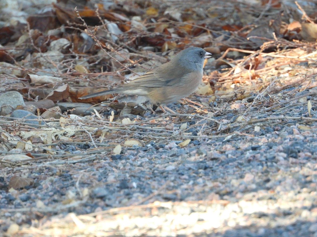 Dark-eyed Junco (Pink-sided) - ML627838862