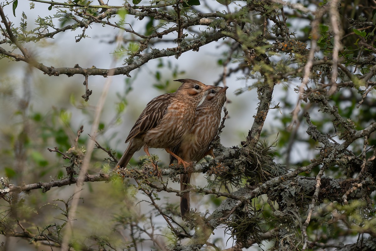 Lark-like Brushrunner - ML627838886