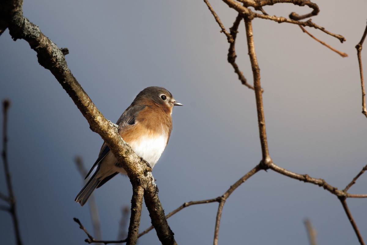 Eastern Bluebird - ML627838919