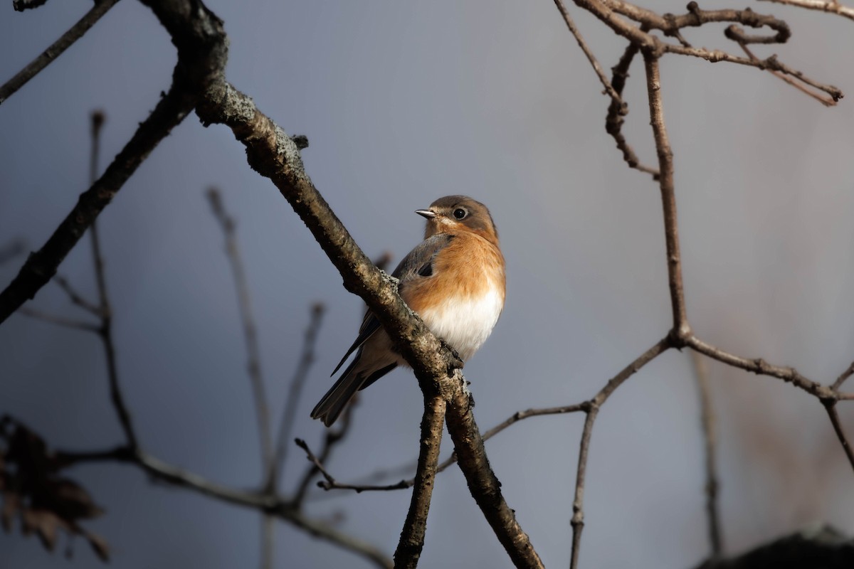 Eastern Bluebird - ML627838925