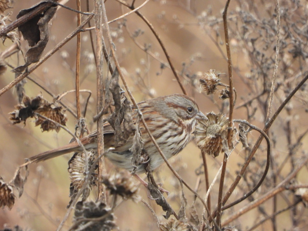 Song Sparrow - ML627838950