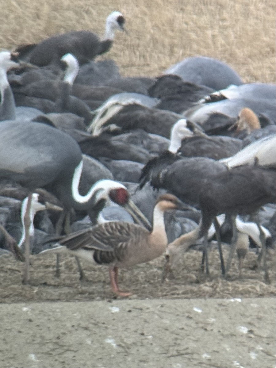 Swan Goose - ML627838984