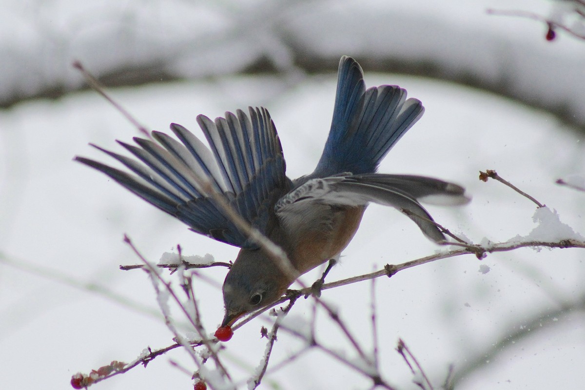 Eastern Bluebird - ML627838990